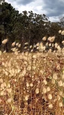Lagurus ovatus dikey videosu. Tavşan kuyruğu ya da tavşan kuyruğu otları ya da vahşi bitkiler, İspanya 'nın Asturias kentindeki Rodiles sahilinin kum tepesinde rüzgarda sallanıyorlar..