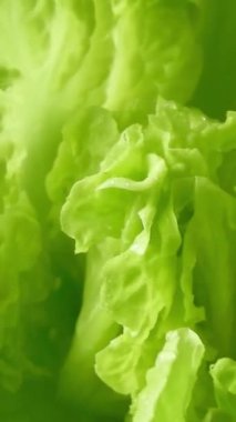 Batavia yeşil marul salatası kafa yakın çekim dikey dönüş videosu. Yapraklı sebze. Su damlalı gevrek Fransız yaprakları..
