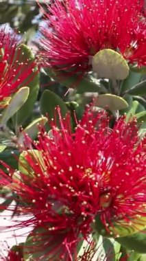 Metrosideros Excelsa, pohutukawa ya da Yeni Zelanda Noel ağacı ya da rüzgârın dikey videosunda sallanan erkeklik organlarından oluşan kırmızı çiçekli demir ağacı.