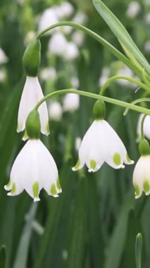 Beyaz kar damlası veya galanthus çiçekleri dikey video. Bahar soğanı bitkisi.