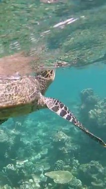 Yeşil deniz kaplumbağası içine çeker, dalır ve mercanların arasında dikey bir şekilde gizlenir. Maldivler adalarında sualtı yaşamı.