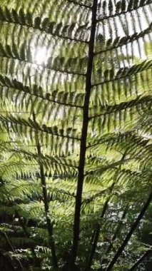 Sphaeropteris Excelsa veya Cyathea brownii veya Norfolk ağacı eğreltiotu veya dikey orman videosunda eğreltiotu.