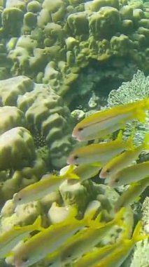 Sarı yüzgeçli keçi balığı sürüsü veya mulloidichthys vanicolensis balığı dikey videoları. Maldivler 'deki mercan resiflerinin sualtı yaşamı.