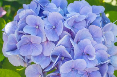 Hydrangea makrophylla mavi çiçekli kafa yakın plan. Hortensiya mavisi çiçek. Fransız ortanca çiçeği bitkisi.