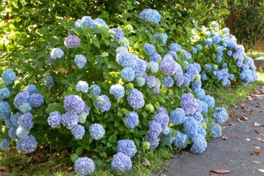Hydrangea makrophylla süslemeli mavi çiçek başlıklı çalı. Ortanca bahçe çiti. Hortensiya çok renkli çiçekler. Fransız ortanca çiçekli bitkiler.
