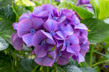 Hydrangea makrophylla mor çiçek başı yakın plan. Hortensiya mor çiçeği. Fransız ortanca çiçeği bitkisi.