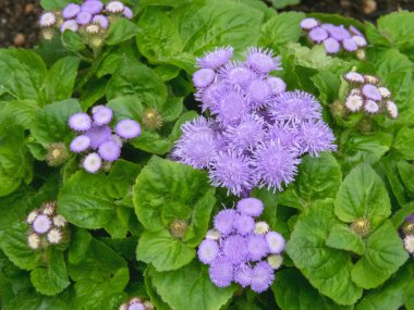 Ageratum houstonianum corymb yakın plan. Diş ipi, mor, mavi çiçekler, sarımsı tomurcuklar ve parlak yeşil yapraklar.