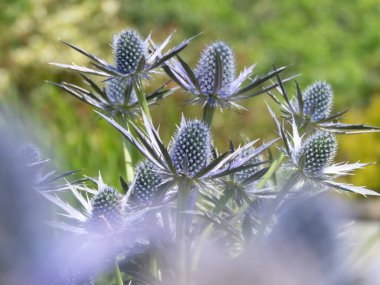 Bahçede eryngium ya da eryngo çiçekli süs bitkisi var. Ön planda bulanıklık olan estetik fotoğraf. Dikenli mavi çiçekleri ve dikenli yaprakları olan kutsal deniz tarlası..