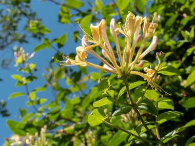 Hanımeli, lonicera periclymenum, yaygın hanımeli, Avrupa hanımeli, ya da sarımsı çiçekli ve pembe tomurcuklu ahşap çiçeği parlak yeşil yapraklı