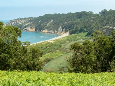 Barayo Sahili Doğa Koruma Alanı, Asturias, İspanya. Nehir kıyısında kum tepeciği. Ön planda okaliptüs ağaçları ve eğreltiotları.  