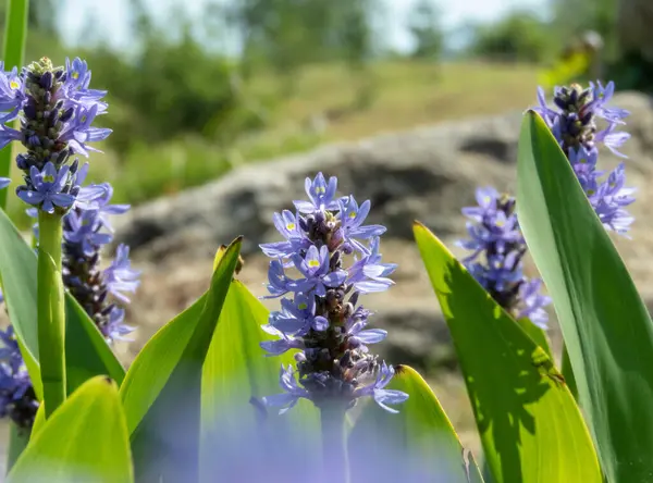 stock image Pontederia cordata purple flowers with yellow markings and bright green leaves. Pickerel weed ornamental garden pond plant. Pickerelweed flowering plant with blurred foreground. 