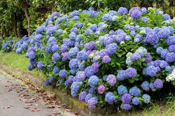 stock image Hydrangea shrub with light blue flowers. Hydrangea garden hedge. Hortensia colorful flower heads. French hydrangea blooming plants.