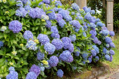 Açık mavi çiçekli ortanca macrophylla. Ortanca bahçe çiti. Hortensiya renkli çiçek başları. Fransız ortanca çiçekli bitkiler.