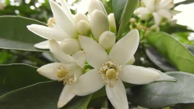 Portakal ağacı çiçekleri ve tomurcukları yakın çekim videosu. Beyaz turuncu turunçgil çiçekleri. Fleur d 'portakal çiçeği. Neroli kokulu çiçek. Güzel flor de azahar.