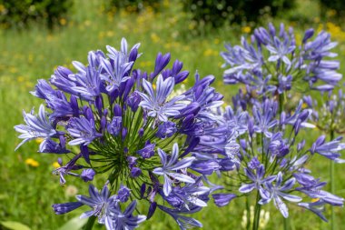 Bulanık sarı kır çiçeklerinin arka planında Agapanthus praecox mor çiçekleri. Nil Süs Çiçeği Zambağı. Afrikalı zambak sahte-umbel cilt bakımı.