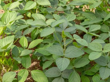 Soya fasulyesi, soya fasulyesi ya da soya fasulyesi. Glicine maksimum tarım çiftliği. Vejetaryen yiyecekler yetişiyor..