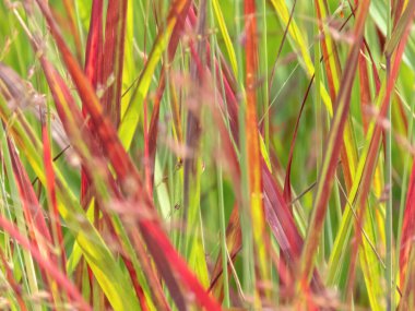 Paniklemiş virgatum süslemeli otlar renkli yeşillikler. Çimenler çiçek açan poaceae bitkileri yeşil ve kırmızı renkli yapraklar