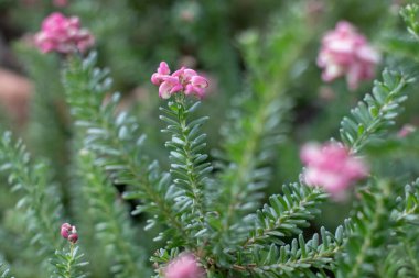 Grevillea lanigera çiçek açan bir bitki. Pembe çiçek kümeleri ve iğne benzeri ince yapraklar. Yünlü yünlü çalılar yayılıyor. Proteaceae ailesinde Avustralya 'ya özgü bir tür.. 