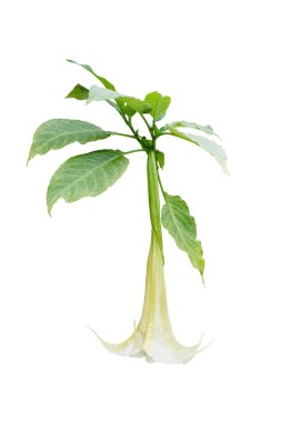 Brugmansia suaveolens flower and leaves isolated on white. Brazil white angel trumpet white bloom and foliage.  Angel's tears or snowy angel's trumpet flowering ornamental plant.  clipart