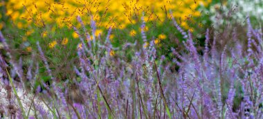 Paniklemiş virgatum çiçekli süs çim afişi. Çimenleri değiştiren çiçek açan poaceae bitkileri, arka planda çok renkli çiçek açan bitkiler üzerine kuruludur.