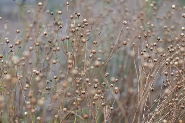 Linum usitatissimum kuru tohum kapsülleri sahada. Flax fiber tarım. Keten tohumu yağı kaynağı. Yaygın keten yetiştirilmiş bitkiler