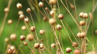 Linum usitatissimum kuru tohum kapsülleri ve alanda bulanık ön plan hd video ile gövdeler. Flax fiber tarım. Keten tohumu yağı kaynağı. Yaygın keten yetiştirilmiş bitkiler.
