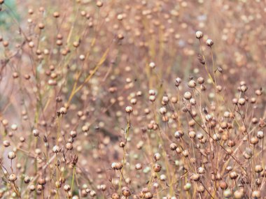 Sahadaki keten tohumu kapsülleri keten lifleri için yetiştirilmiş ve keten tohumu yağı kaynağı olarak kullanılıyor..