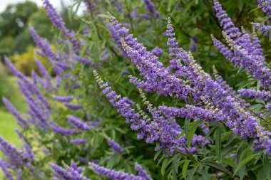 Chaste ağacı ya da viteks mor çiçekleri. Chastetree çiçek bitkisi. Vitex agnus-castus, chasteberry, Abraham 'ın merhemi, leylak rengi Chastetree veya keşiş biberi süslemesi