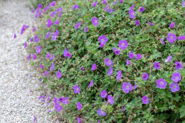 Sardunya hibrit bol çiçekli bitkiler çakıl yolu çerçeveliyorlar. Turna gagası bahçede güzel mor çiçekler. Yaz daimi çiçek tarhı.