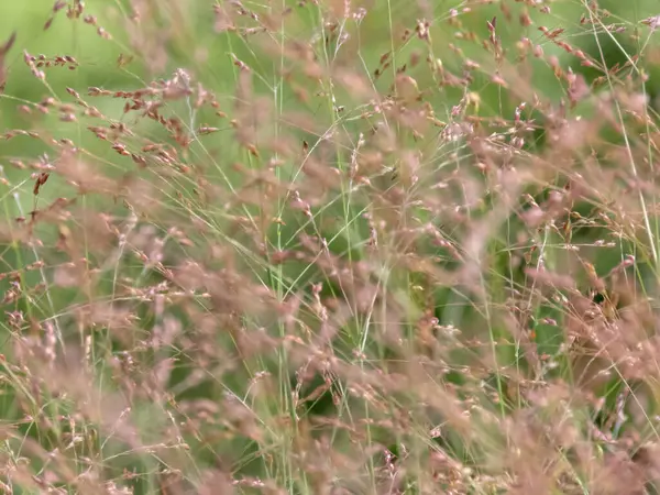 stock image Panicum virgatum flowering ornamental grass. Switchgrass flowering poaceae plants stems on green vegetation background