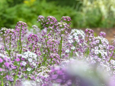 Lobularia maritima veya alyssum maritimum beyaz ve mor çiçekler. Tatlı alyssum veya ballı tatlı Alison dantel cilt bakımı. Brassicaceae familyasının yıllık bitkisi.
