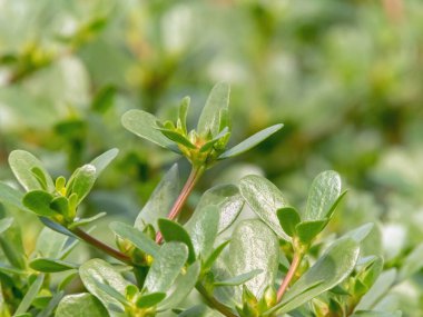 Portulaca oleracea, little hogweed  or pursley edible succulent plant. Common purslane green leaves and reddish stems. Leaf vegetable. clipart