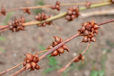 Watsonia meriana var.bulbillifera dalları ve bulbiller. Bulbil zambak ya da vahşi watsonia süs bitkisi.