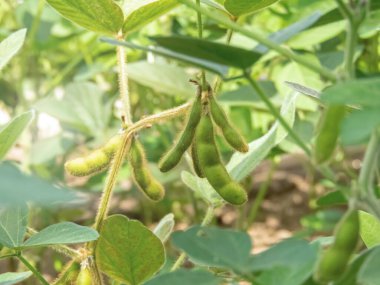 Soya fasulyesi, soya fasulyesi ya da Glycine Max denilen soya fasulyesi türü. Tarım alanında yeşil, kıllı fasulye kabukları. Zımba vejetaryen besin kaynağı