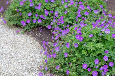 Turna gagalı bol çiçekli bitkiler çakıl yolu. Sardunya melezi bahçede güzel mor çiçekler. Yaz daimi çiçek tarhı.