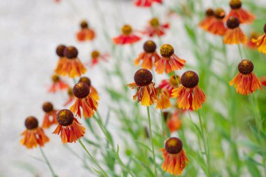 Helenium hybrid flowers with shallow focus. Bright orange autumn daisy-like composite flower heads with dark globe-like center. Ornamental perennial plant.  clipart