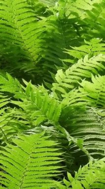 Güneşli bahar ormanı dikey videosunda yeşil yemyeşil devekuşu eğreltiotu yaprağı. Matteuccia struthiopteris veya keman kafalı eğreltiotu veya eğreltiotu otları.