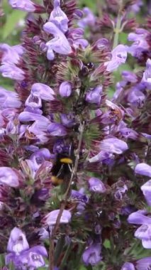 Bumblebee adaçayı çiçeğinden nektar toplar. Dikey video. Salvia officinalis plant.