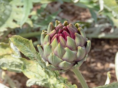 Yenilebilir yeşil enginar tomurcuğu. Küresel enginar ya da Fransız enginar tarımsal tesisi. Cynara cardunculus var. Asteraceae ailesinde scolymus.