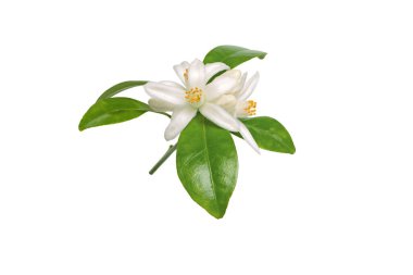 Neroli flowers bunch isolated on white. White aromatic orange tree blossom. Tropical bloom. Delicate flowers, buds and green leaves. clipart