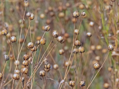 Sahadaki keten tohumu kapsülleri keten fiber üretimi için önemli bir ürün ve keten tohumu yağı kaynağı. Tarımda yetiştirilmiş Linum usitatissimum bitkileri.