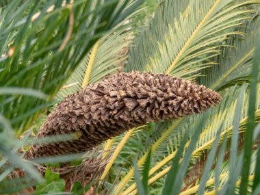 Cycas revoluta ya da Cycadaceae ailesindeki sotetsu gymnosperm bitkisi. Japon sago palmiyesi, Sago palmiyesi, kral sago veya sago cycad erkek konisi.