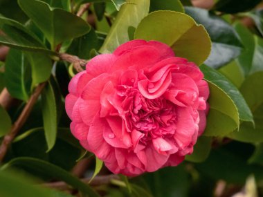 Kamelya japonica pembe şakayık çiçeği. Gayri resmi çifte Japon kamelyası. Genel kamelya süs bitkisi.