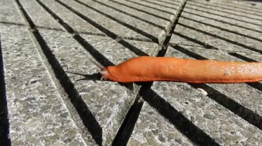 Parlak turuncu İspanyol sümüklü böceği kaldırım manzarasında hareket ediyor. Dokunaçlarında gözleri olan seyrüseferciler. Arion vulgaris karasal pulmonat gastropod mollusk hd video. Katil sümüklü böcek tarım haşeresi. İstilacı tür.