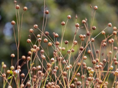 Kuru tohum kapsüllü sıradan keten tarlaları. Flax fiber tarım ve keten tohumu yağı üretimi. Gelişmiş Linum usitatissimum bitkileri
