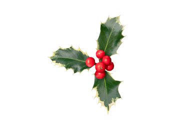 Kırmızı böğürtlenli Noel ağacı dalı ve beyaz kenarlı parlak yeşil yapraklar. Ilex aquifolium Noel süsleme tesisi beyaza izole edilmiş. 