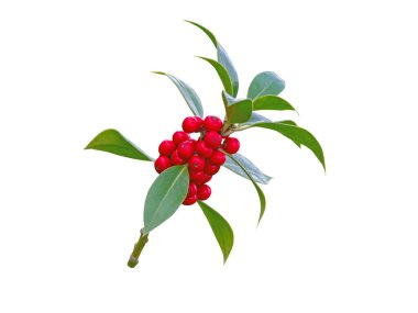 Ilex aquifolium Noel süsleme tesisi beyaza izole edilmiş. Kırmızı böğürtlenli ve dikenli yeşil yapraklı Noel ağacı dalı.