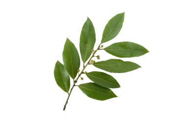 Bay tree branch with leaves and buds isolated on white background. Laurus nobilis the flowering plant family Lauraceae. clipart