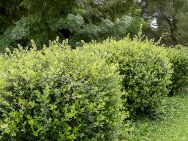 Metrosideros Excelsa veya bahçedeki budanmış demir ağacı çalıları. Yeni Zelanda Noel Ağacı kompakt ekimi. Pohutukawa yeşil küresi bitkileri oluşturur.