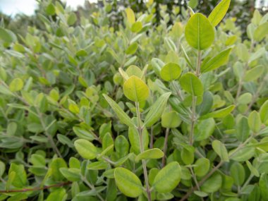 Metrosideros Excelsa ya da demir ağaç dalları ve yaprakları yakın çekim. Yeni Zelanda Noel Ağacı veya pohutukawa yeşil süs bitkisi. 